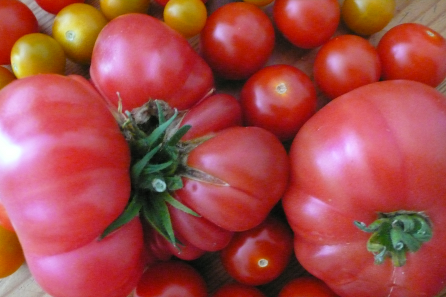 Frische Tomaten vom Markt